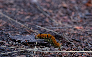 Close Up of a Caterpillar 