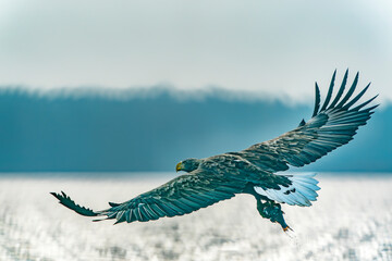white tailed eagle (Haliaeetus albicilla) in flight with a prey. Catch a big fish. Oder delta in Poland, europe. Polish Eagle. National Bird Poland.                                                    