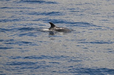 Wild delphins near Tenerife swimming