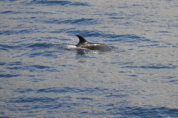 Naklejka premium Wild delphins near Tenerife swimming