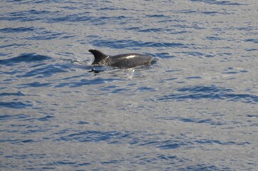 Naklejka premium Wild delphins near Tenerife swimming