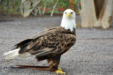 Bald Eagle at Tenerife Zoo Monkey Park