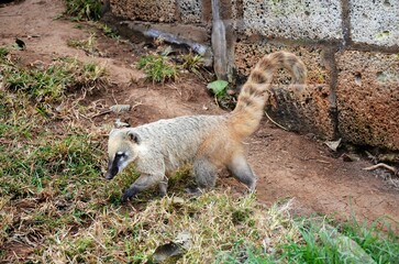 Fototapeta premium South American coati (Nasua nasua) in Jungle Park, Tenerife