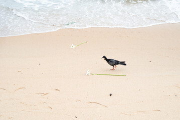 Pigeon walking on the beach sand.