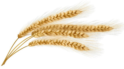 Detailed Wheat Ear Isolated on Transparent Background