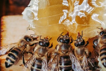 Close-up of several honey bees on a beehive, busily harvesting their sweet honey from the hive