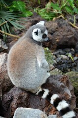 Ring-tailed lemur in jungle park at Tenerife, Canary Islands, Spain.