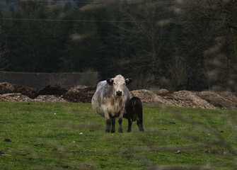 Mother Cow and Her Calf in a Field 