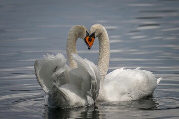 Fototapeta premium White swans peacefully glide on the water, making a heart-shape with their heads