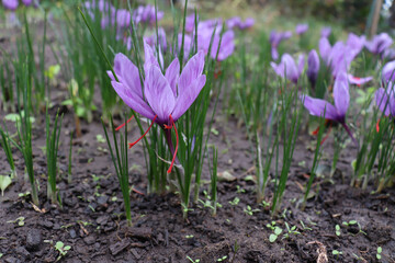 Obraz premium Crocus sativus and grapes on a wooden background. Saffron is among the world's most costly spices by weight. In October, the saffron is usually perfect for harvesting.