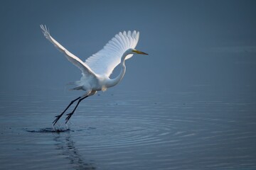 Closeup of a white Eastern great egret on a tranquil water on a sunny day