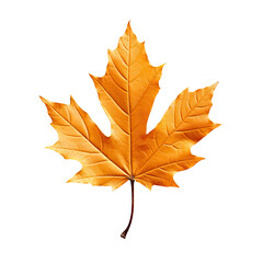 maple leaf isolated on white