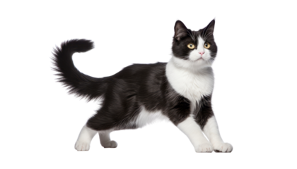 black and white cat isolated on transparent background cutout