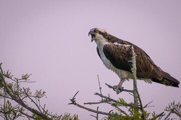 Closeup of a majestic Osprey perched on a tree under the blue sky