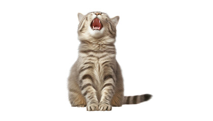 cat meowing isolated on transparent background cutout