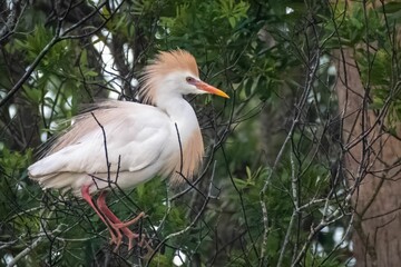 Closeup of a vibrant Cattle egret perched on a tree on a sunny day