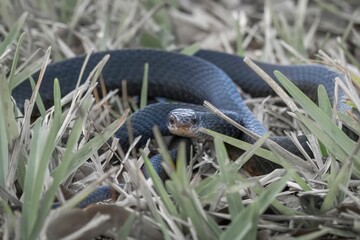 Closeup of a Red-bellied black snake in a lush green on a sunny day
