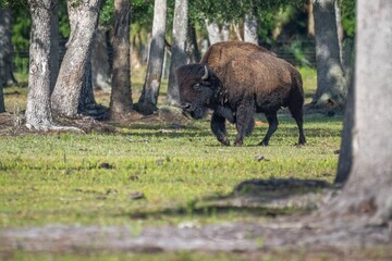 Majestic bison walking through a picturesque forest on a sunny day