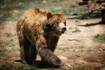 Obraz premium Brown bear walking in a meadow, illuminated by sunlight.