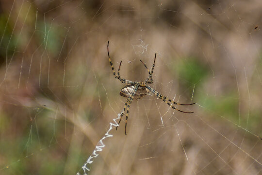 Fore of female argiope lobata on her web. Machophorography of lobed argiope with defocused garden in the background.