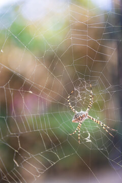 Back of female argiope lobata on her web. Machophorography of lobed argiope with bokeh garden in the background.