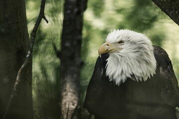 Majestic bald eagle perched on a tree