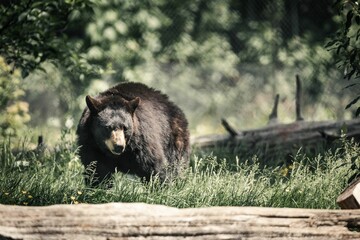California black bear standing in a picturesque meadow surrounded by tall trees and logs