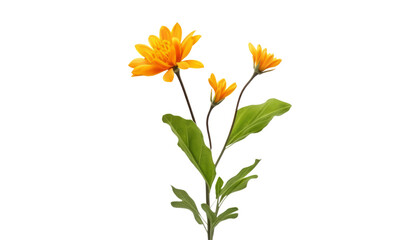 orange flower isolated on transparent background cutout - Powered by Adobe