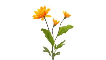 orange flower isolated on transparent background cutout