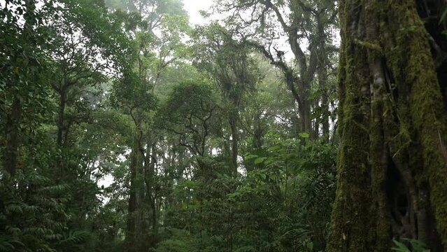 Mystic and foggy tropical rainforest with big trees