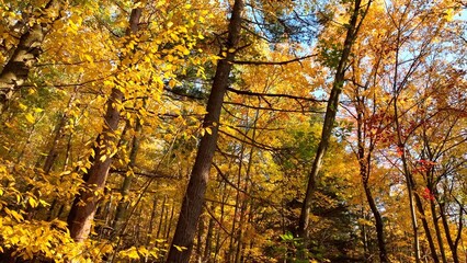 Autumn Fall colors in mountain landscape on hillside with trees in later afternoon sunshine on warm day in Autumn with nature and solitude in the forest with just a gentle breeze to be heard