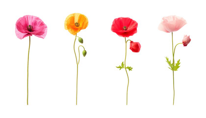 bouquet of poppy flowers isolated on transparent background cutout