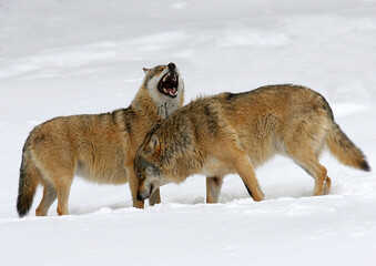 Zwei Wölfe (Canis lupus) im Schnee
