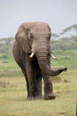 Afrikanische Elefant (Loxodonta africana) Bulle, Männchen mit langen Stoßzähnen in der Steppe,...
