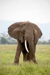 Fototapeta na wymiar Afrikanische Elefant (Loxodonta africana) Bulle, Männchen mit langen Stoßzähnen in der Steppe, Kenia, Ostafrika