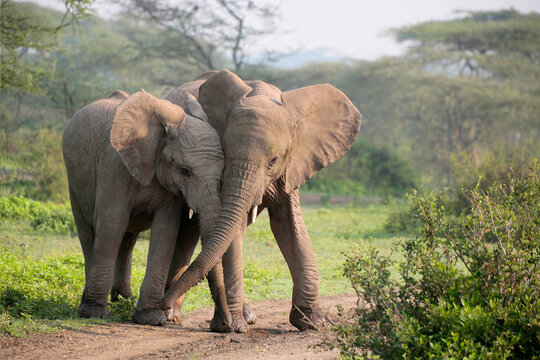 Afrikanische Elefant (Loxodonta africana) zwei Jungtiere raufen in der Afrikanischen Landschaft, Kenia, Afrika, 