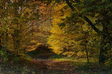 Tunel z koron drzew pokrytych jesiennymi, jesiennymi kolorowymi liśćmi. Brukowana droga usłana...