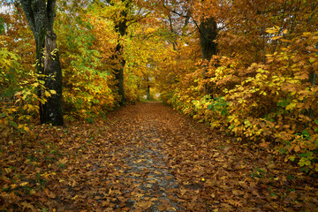 Tunel z koron drzew pokrytych jesiennymi, jesiennymi kolorowymi liśćmi. Brukowana droga usłana żółtymi i czerwonymi liśćmi.