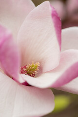 Close up  of a pistil of  magnolia flower. Macro photo of Beautiful Magnolia Flower blossoming in the spring garden.  Romantic creative toned floral background.