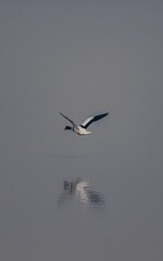 Fototapeta na wymiar Majestic great egret soaring through the sky above a tranquil body of water