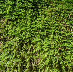 Texture of green lichens in the middle of the forest