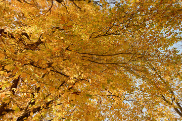 Korony drzew rozświetlone żółtymi liśćmi i promieniami słońca. Fotografia pod światło.