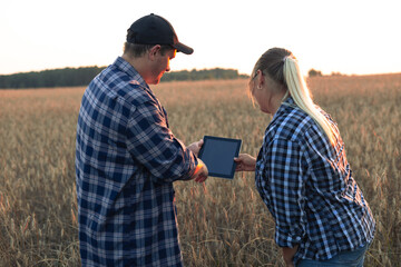 A farmer shows a tablet to a woman against a background of a wheat field at sunset. People are...