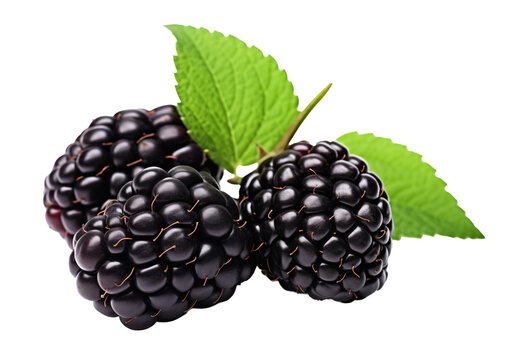 A group of blackberries with leaves - isolated on transparent background