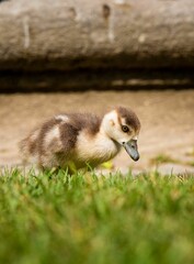 Small duckling running across a lush green field