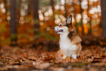 Naklejka na ściany i meble Cute welsh corgi Pembroke dog in a forest during autumn