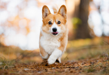 Happy welsh corgi Pembroke running in a forest 