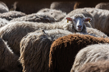The sheep peacefully graze in the pen. A lot of beautiful lambs. The rays of the sun illuminate the...
