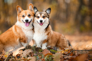 Two welsh corgi Pembroke dogs happy in a forest - obrazy, fototapety, plakaty