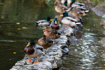 A family of ducks, geese swims in a water channel, river, lake. Lots of reeds and water lilies. Beautiful ducks float along the river, lake, water channel. Ducks are beautifully reflected in water.